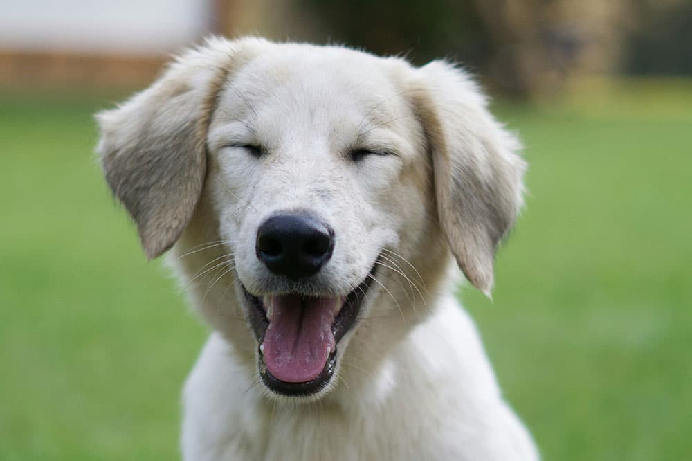 dog grooming tips for busy owners