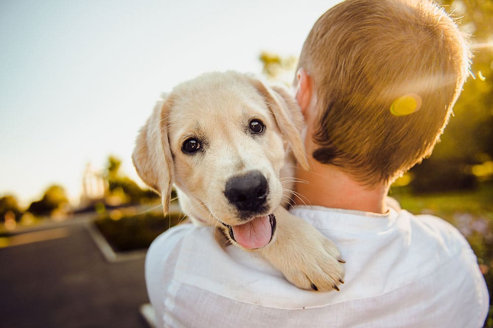 Emergency Dog Boarding The Woodlands: Your Pet’s Safe Haven When You Need It Most