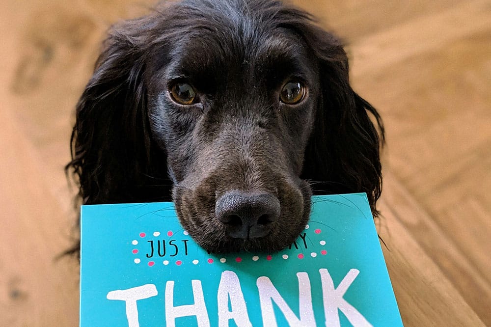 Full Service Dog Care The Woodlands: Your Complete Guide to Premium Pet Services