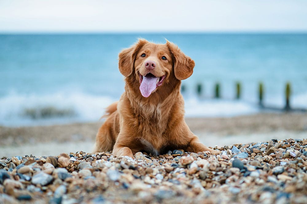 Long-Term Dog Boarding for Frequent Travelers: Creating a Home Away From Home