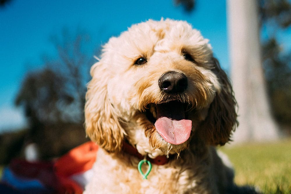 basic dog training commands every dog should know