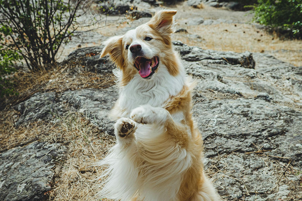 Dog group classes near me: comprehensive pet care solutions in the woodlands