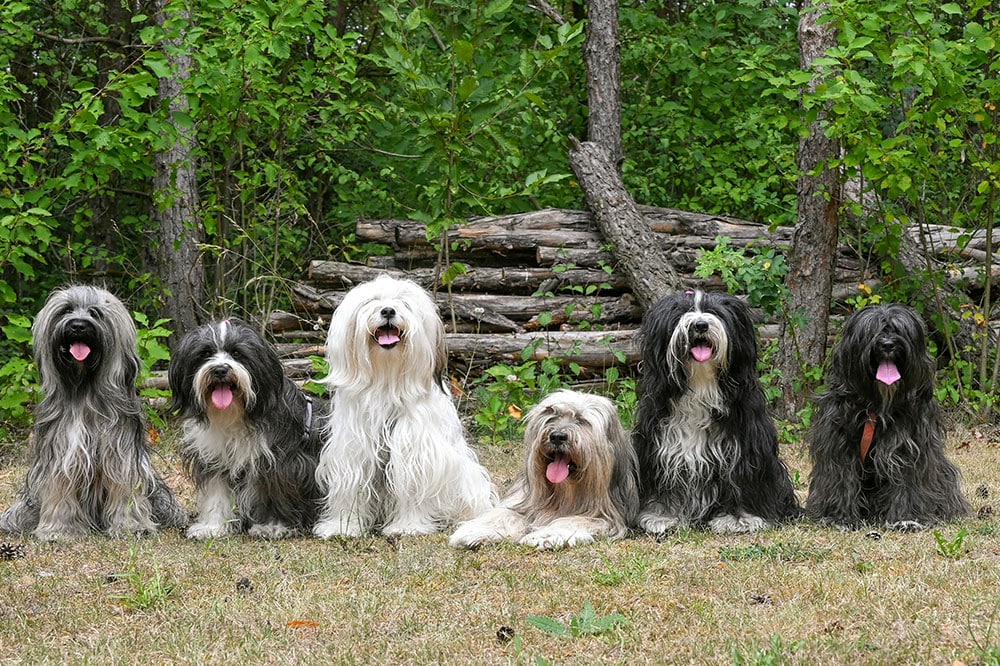Canine clubhouse: your dog’s ultimate paradise in the woodlands