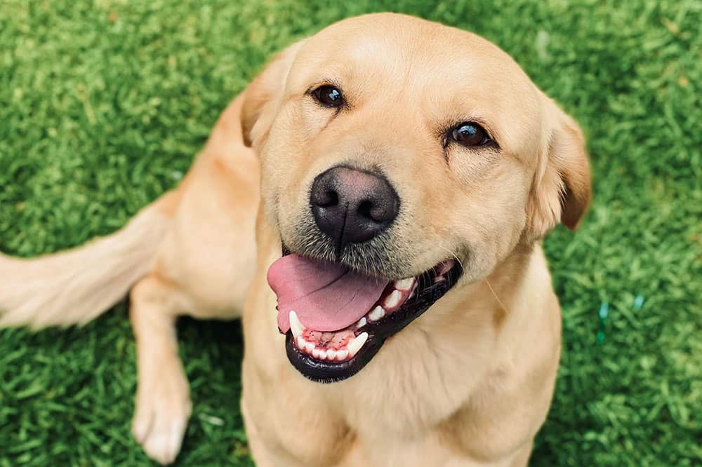 Boarding kennels spring tx: premium pet care at k9 clubhouse