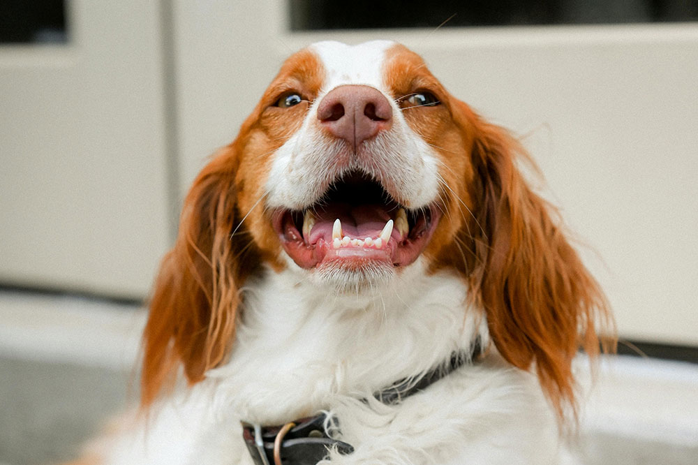 Signs Your Dog Needs Professional Grooming