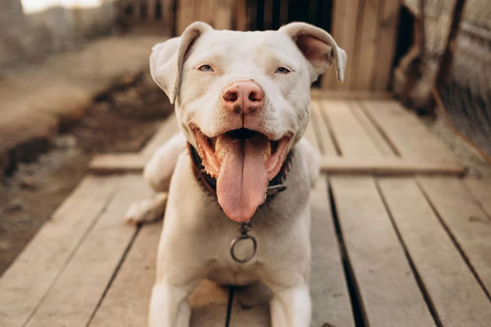 Dog boarding spring texas: premium pet care at k9 clubhouse