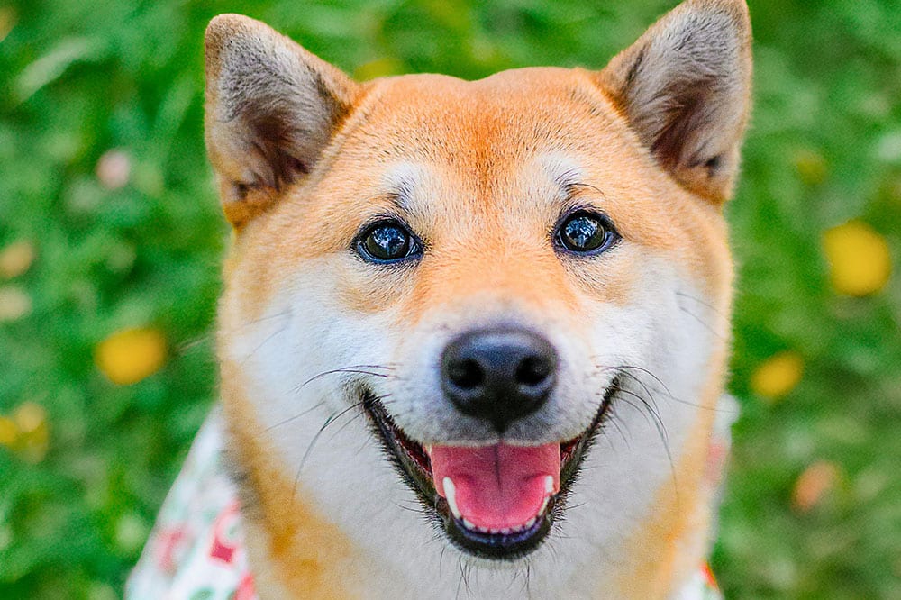 choosing the right dog daycare for your dog’s temperament