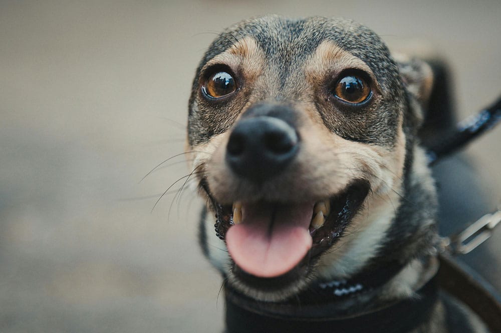 Dog boarding kennels spring tx: premium pet care at k9 clubhouse