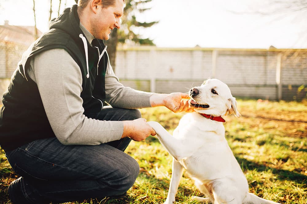 Ultimate Guide to Stress-free Dog Boarding Overnight: Tips for a Paws-itively Good Experience!