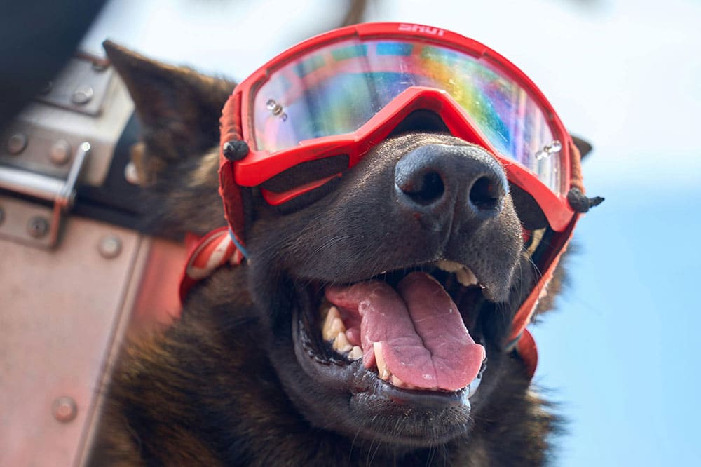 Dog daycare: your ultimate guide to premium pet care services