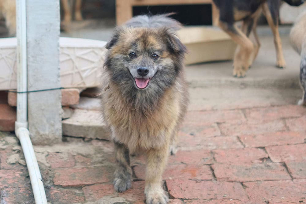 Health Benefits of Regular Dog Grooming