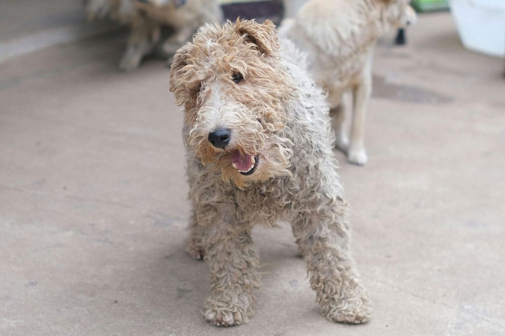 Dog daycare spring: your complete guide to premium pet care services