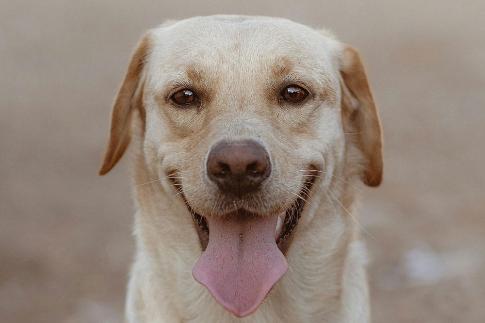 Positive Reinforcement Dog Training Methods