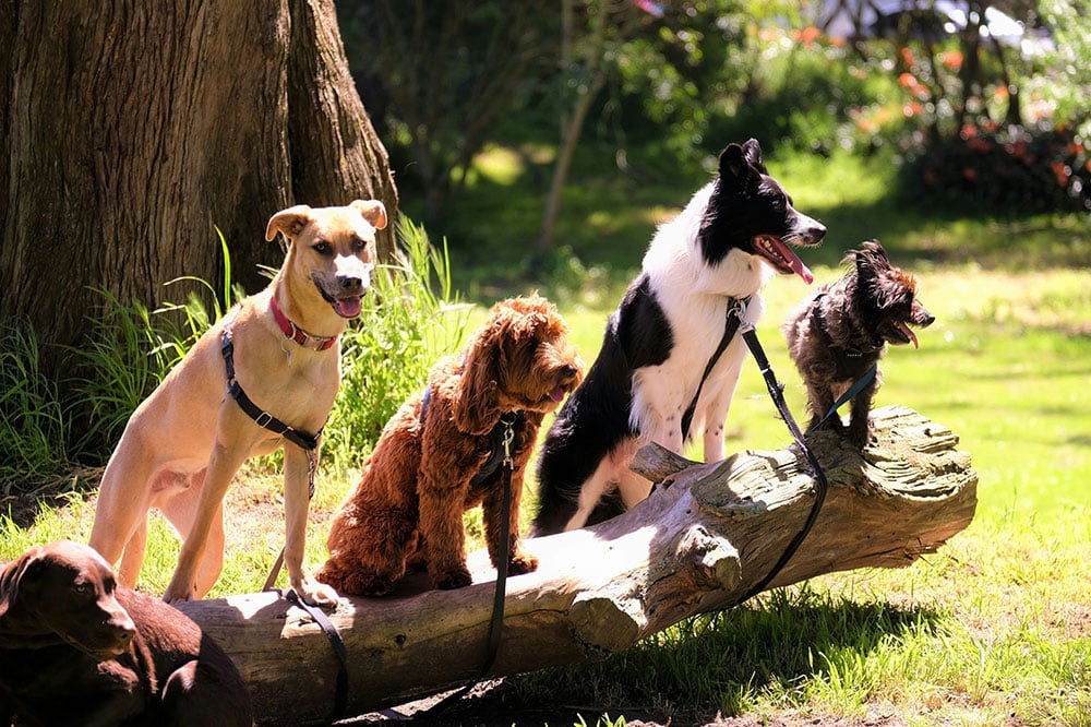 Dog Hotels Near Me