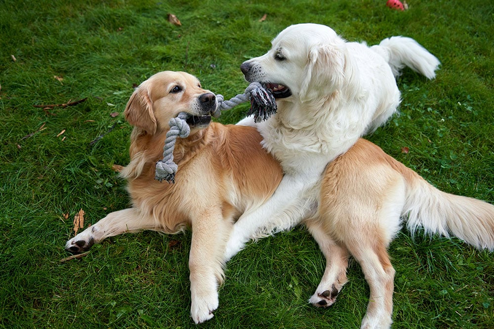 Dog Daycare the Woodlands