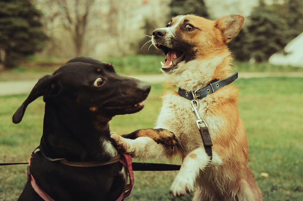 dog separation anxiety solutions for working professionals