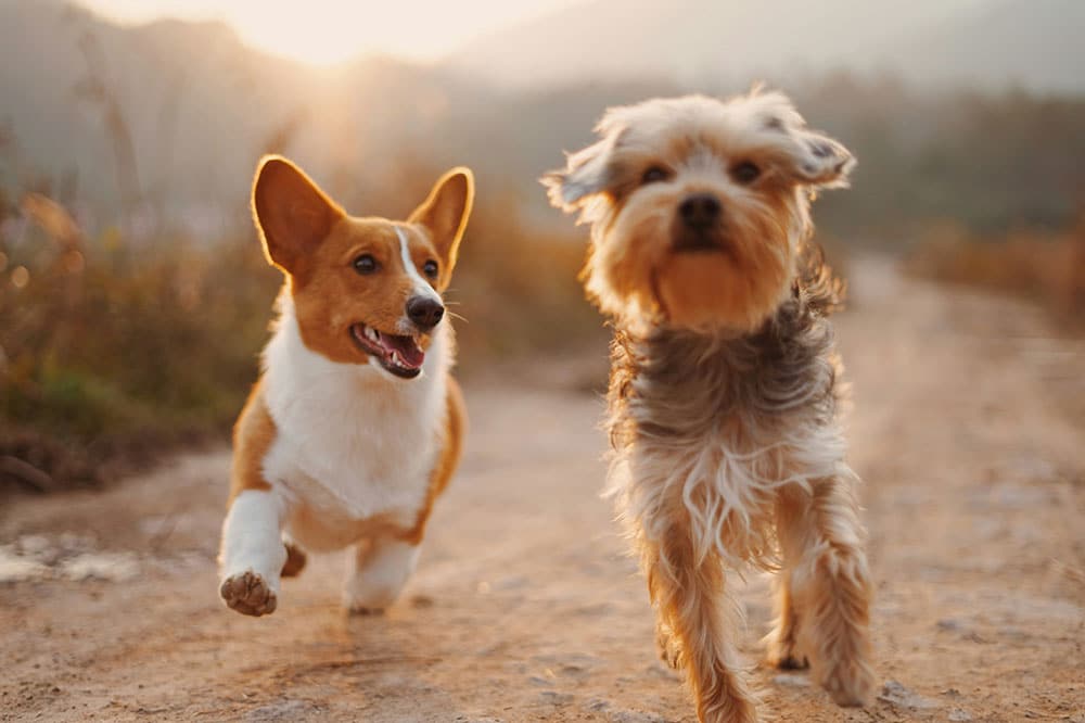 How Much Exercise Does My Dog Need Daily