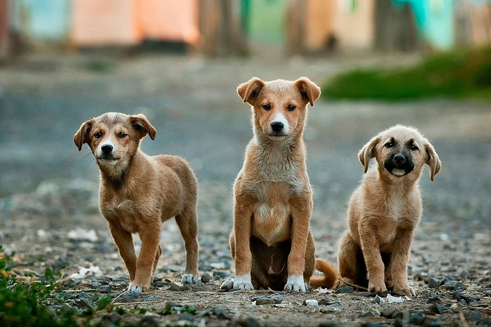 Fun Activities for Dogs While Owners Are at Work
