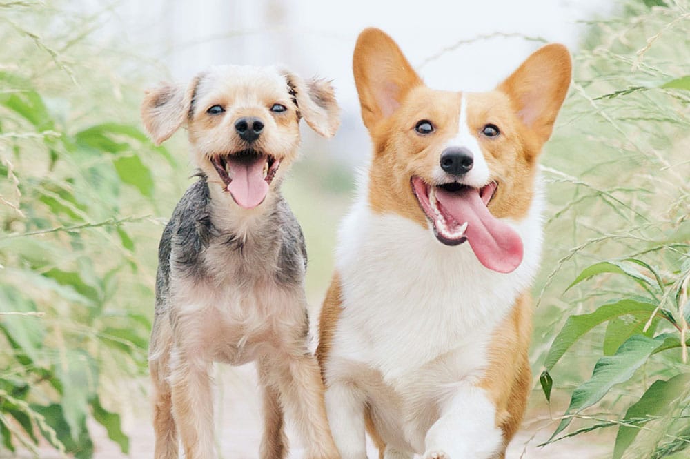 benefits of professional dog training classes