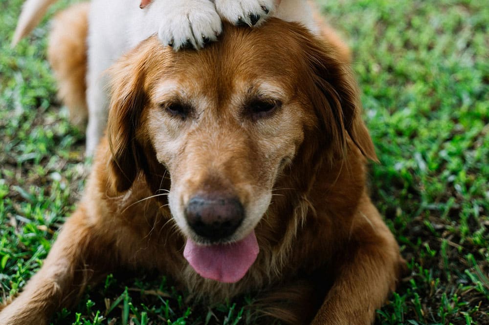 Dog Daycare for Shy Dogs The Woodlands: Creating Safe Spaces for Anxious Canines