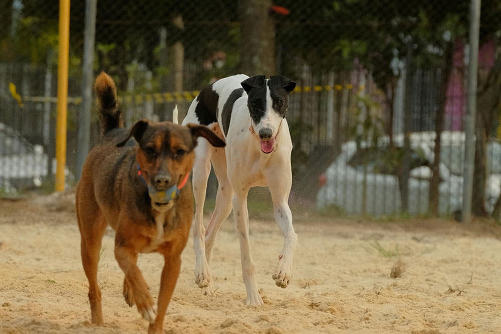 Dog Daycare Benefits for Puppies: Why Early Socialization Transforms Your Young Dog’s Future