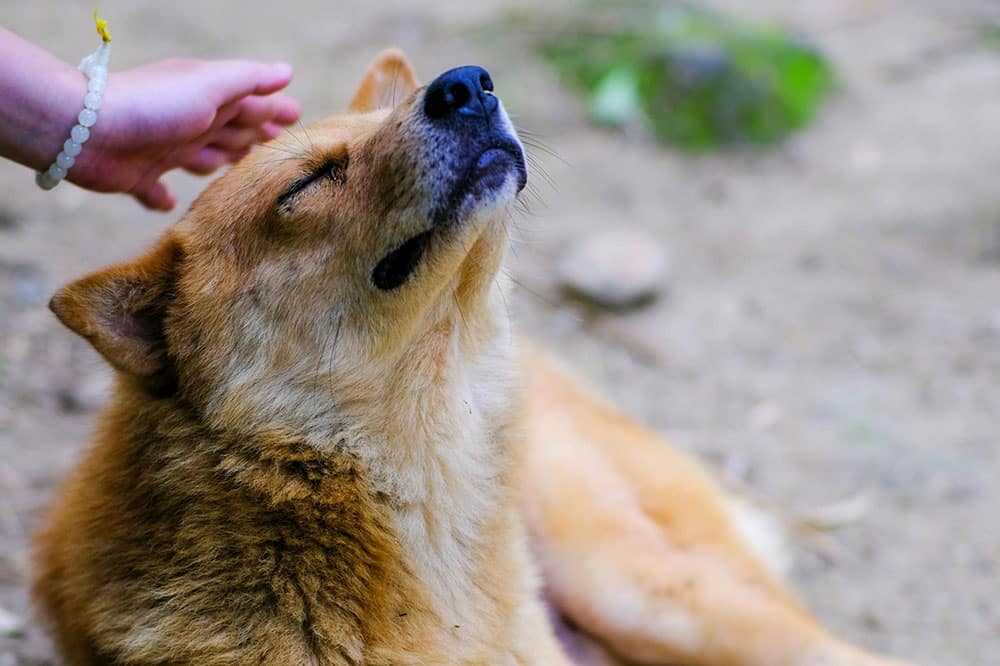 Preparing Your Dog for Their First Daycare Visit: Essential Steps for a Successful Experience