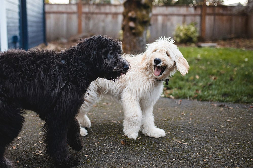 Secure Dog Boarding Facilities The Woodlands: Creating Peace of Mind for Pet Owners