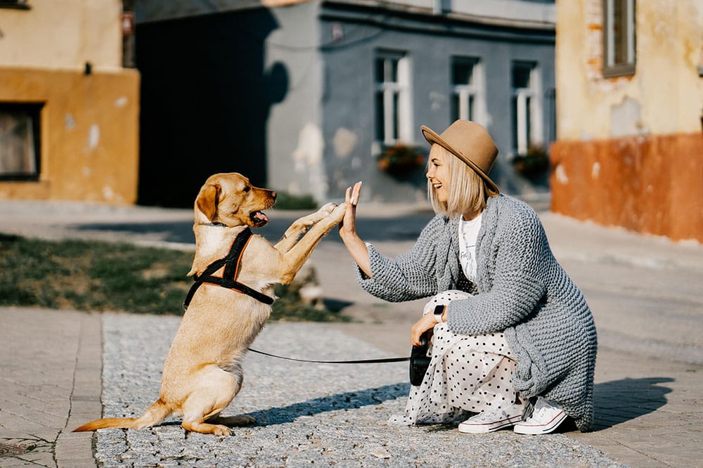 What to Look For in a Dog Daycare Facility: Essential Safety and Quality Standards