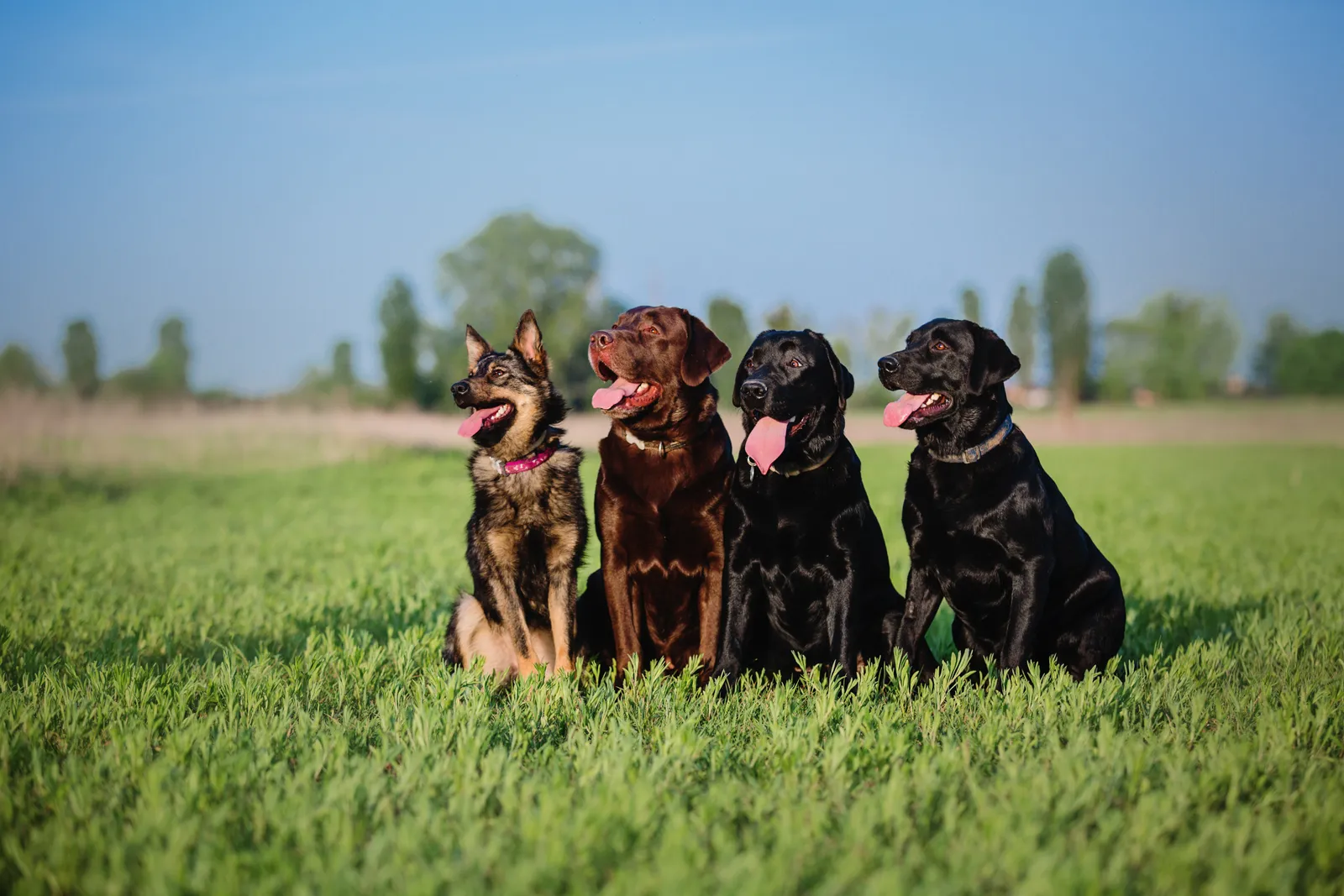 Four dogs sitting together in a grassy field