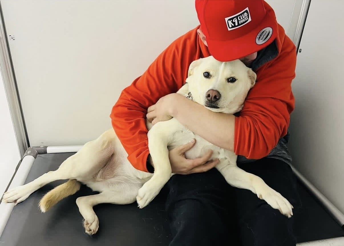 K9 Clubhouse staff caring for a dog
